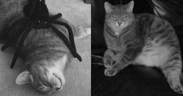 It's all muscle, baby!