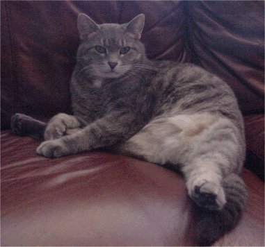 You must be this swarthy to enter...