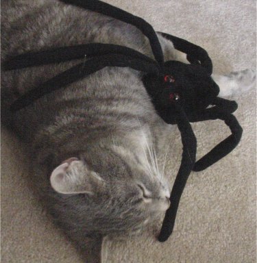 Spider kisses...