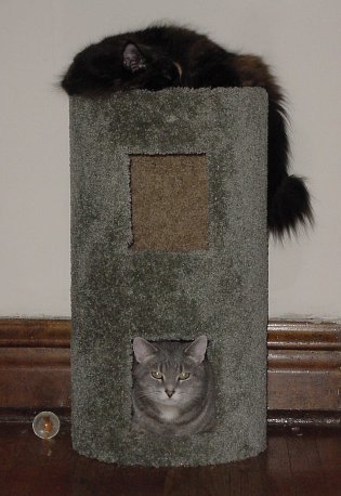 Totem Cats