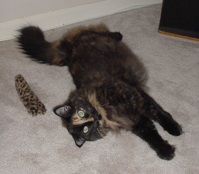 Put down that camera and play with me!